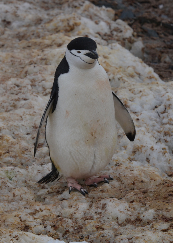 Sakallı penguen resmi