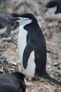 Plancia ëd Pygoscelis antarcticus (Forster & JR 1781)