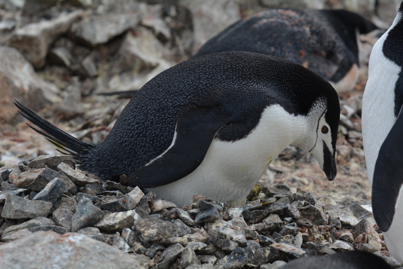 Plancia ëd Pygoscelis antarcticus (Forster & JR 1781)