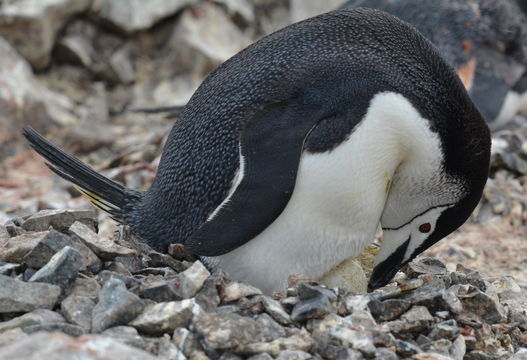 Plancia ëd Pygoscelis antarcticus (Forster & JR 1781)