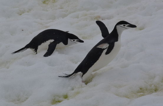 Plancia ëd Pygoscelis antarcticus (Forster & JR 1781)