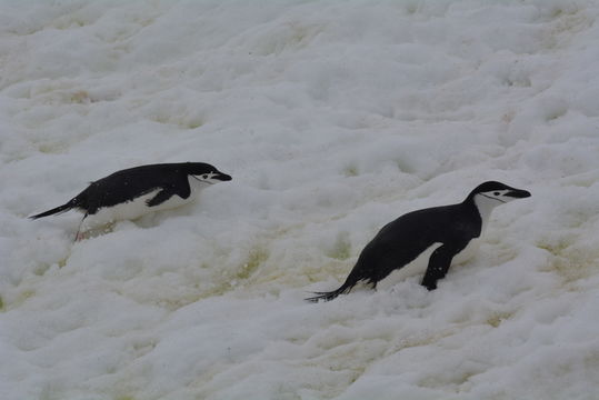 Sakallı penguen resmi