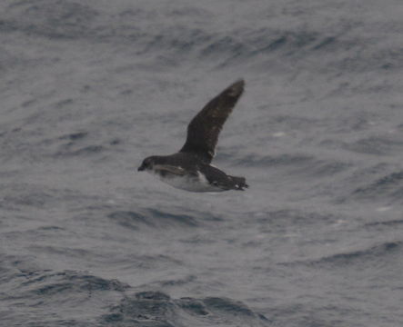 Image of Common Diving Petrel