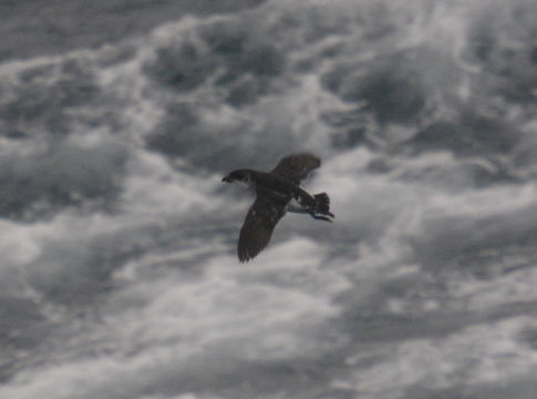 Image of Common Diving Petrel