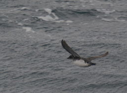 Image of Common Diving Petrel