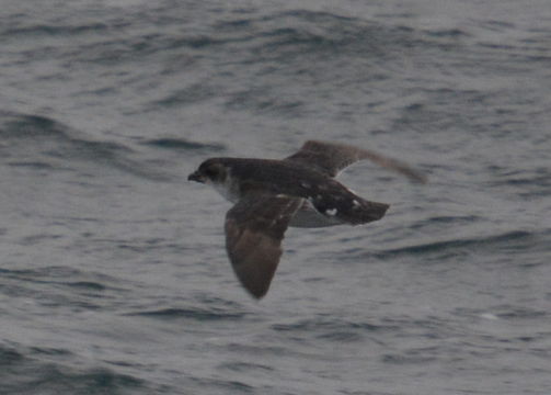 Image of Common Diving Petrel