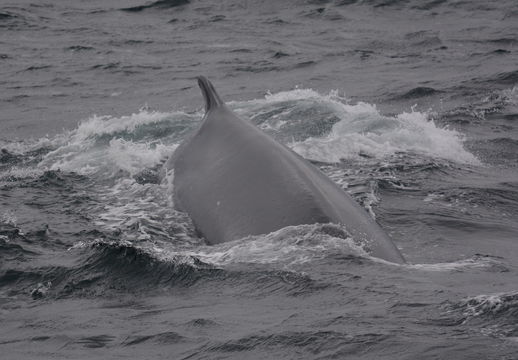 Image of Common Rorqual