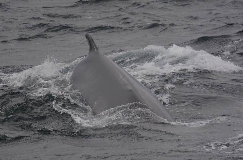 Image of Common Rorqual