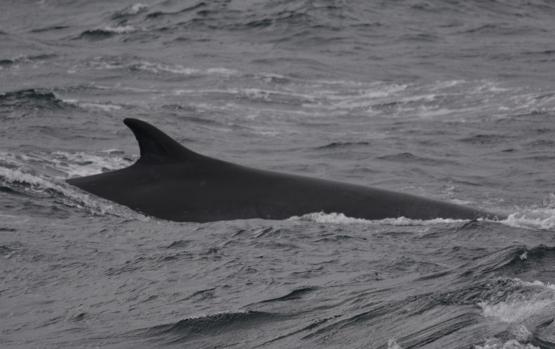 Image of Common Rorqual