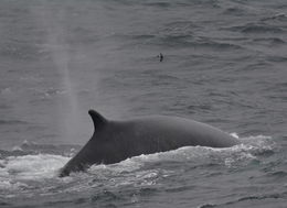 Image of Common Rorqual