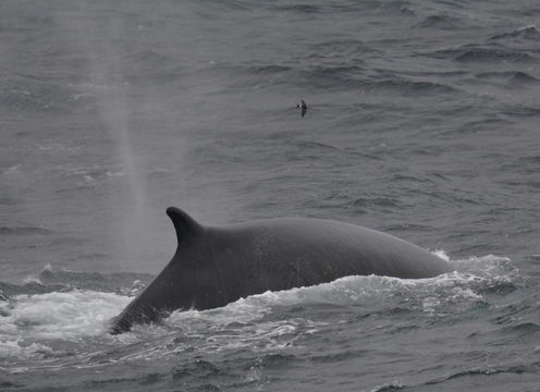 Plancia ëd Balaenoptera physalus (Linnaeus 1758)