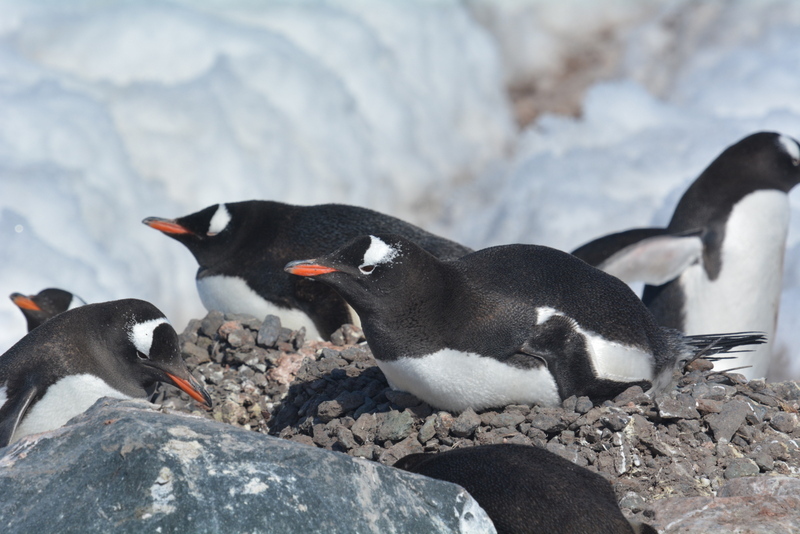 Image of Gentoo Penguin