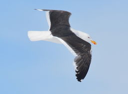 Image of Kelp Gull