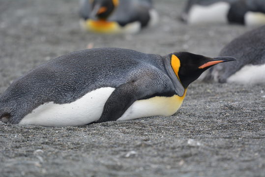 Image of King Penguin