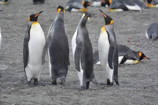 Image of King Penguin