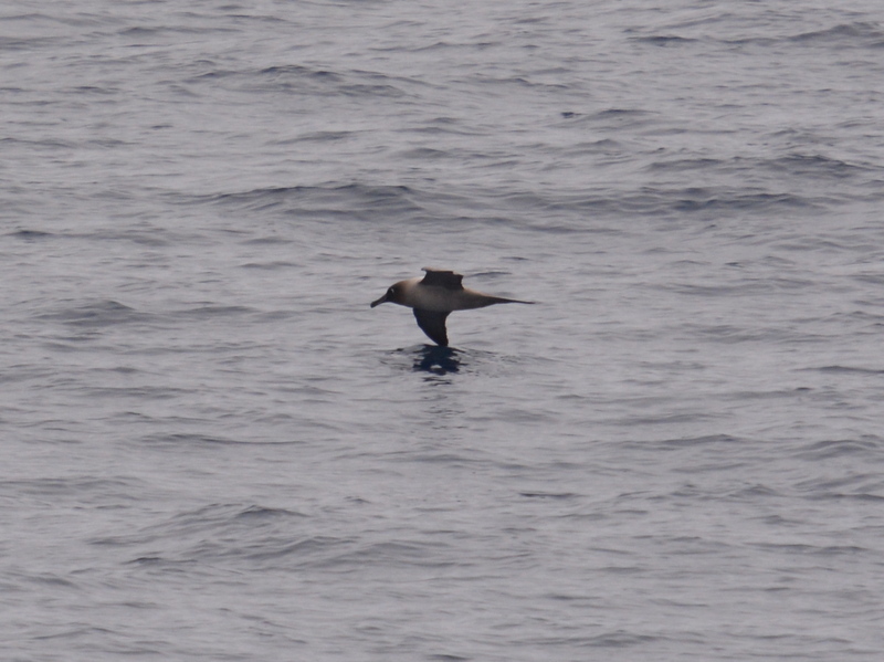 Image of Light-mantled Albatross