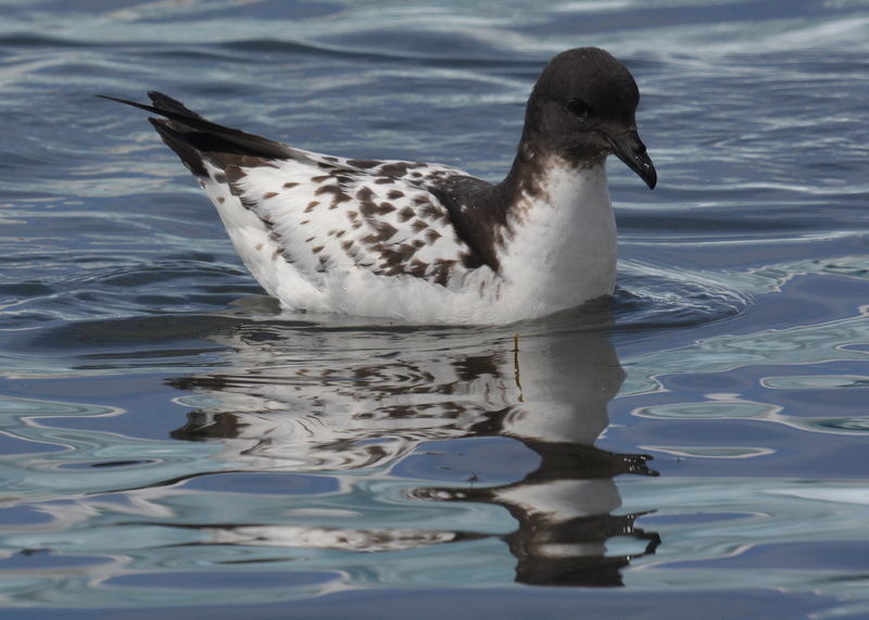 Plancia ëd Daption capense (Linnaeus 1758)