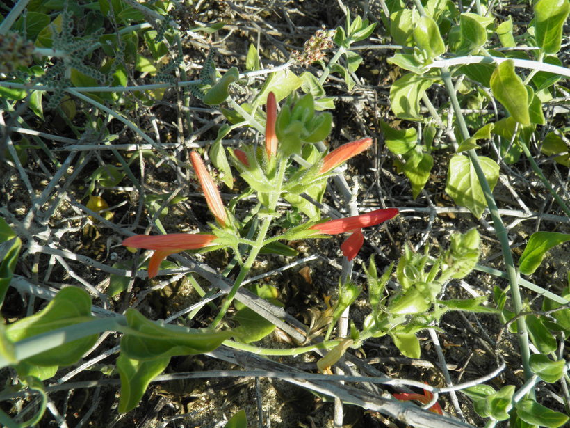 Justicia purpusii (Brandeg.) D. N. Gibson resmi