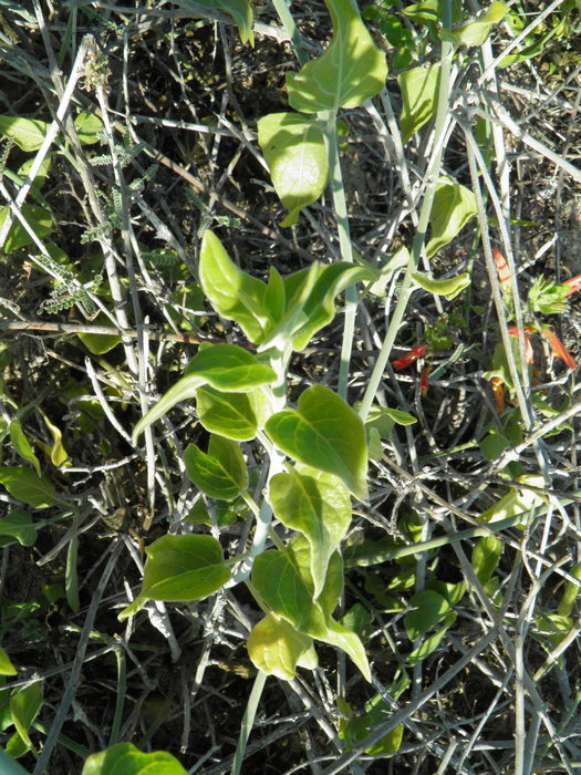 Image of Justicia purpusii (Brandeg.) D. N. Gibson