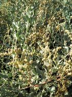 Image of Atriplex barclayana (Benth.) D. Dietr.