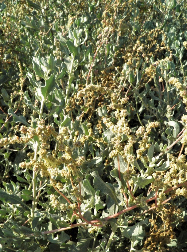 Image of Atriplex barclayana (Benth.) D. Dietr.