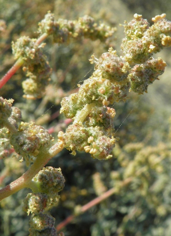 Image of Atriplex barclayana (Benth.) D. Dietr.