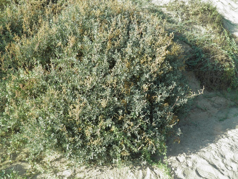 Image of Atriplex barclayana (Benth.) D. Dietr.