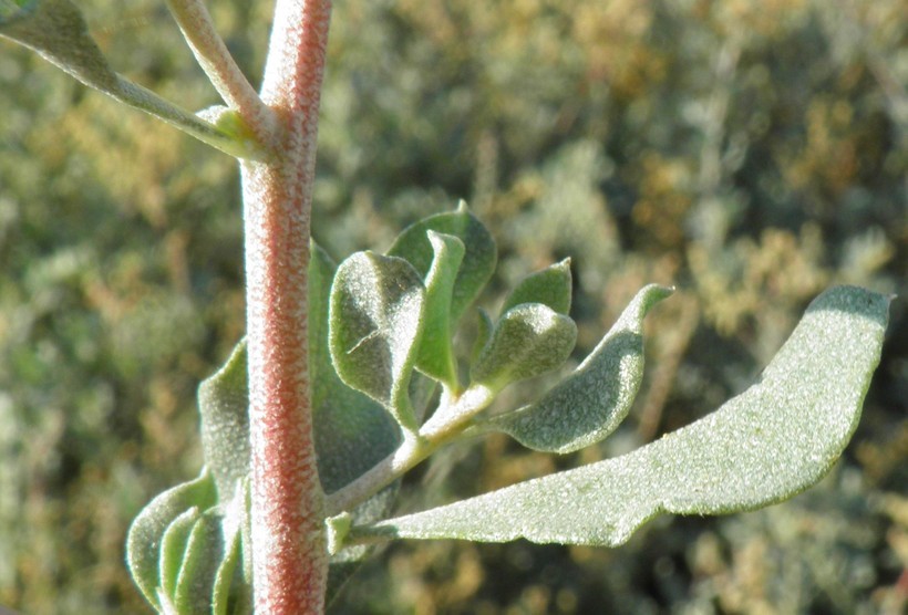 Image of Atriplex barclayana (Benth.) D. Dietr.