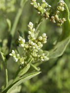 Image of Celosia floribunda A. Gray