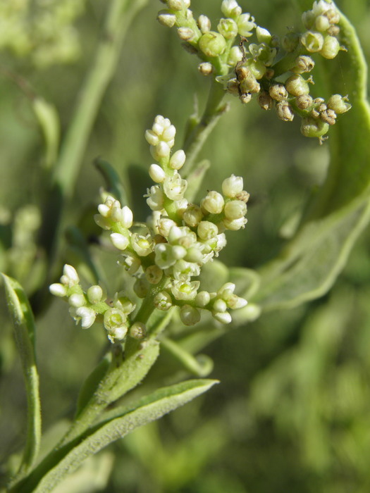 Image of Celosia floribunda A. Gray