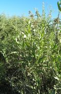 Image of Celosia floribunda A. Gray