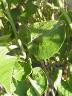 Image of Celosia floribunda A. Gray