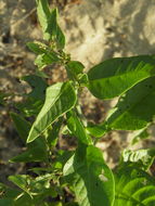 Image of Celosia floribunda A. Gray