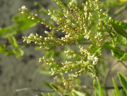 Image of Celosia floribunda A. Gray