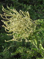 Imagem de Celosia floribunda A. Gray