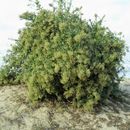 Image of Celosia floribunda A. Gray