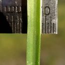 Sivun Brodiaea terrestris subsp. kernensis (Hoover) Niehaus kuva