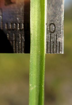 Image of Kern brodiaea