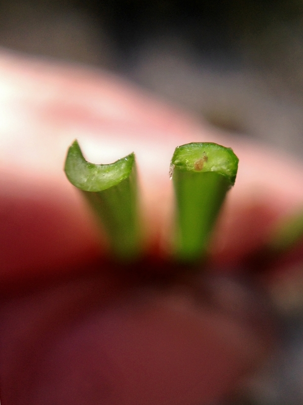 Image of Kern brodiaea