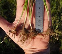 Image of Kern brodiaea