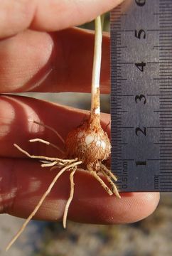 صورة Brodiaea terrestris subsp. kernensis (Hoover) Niehaus