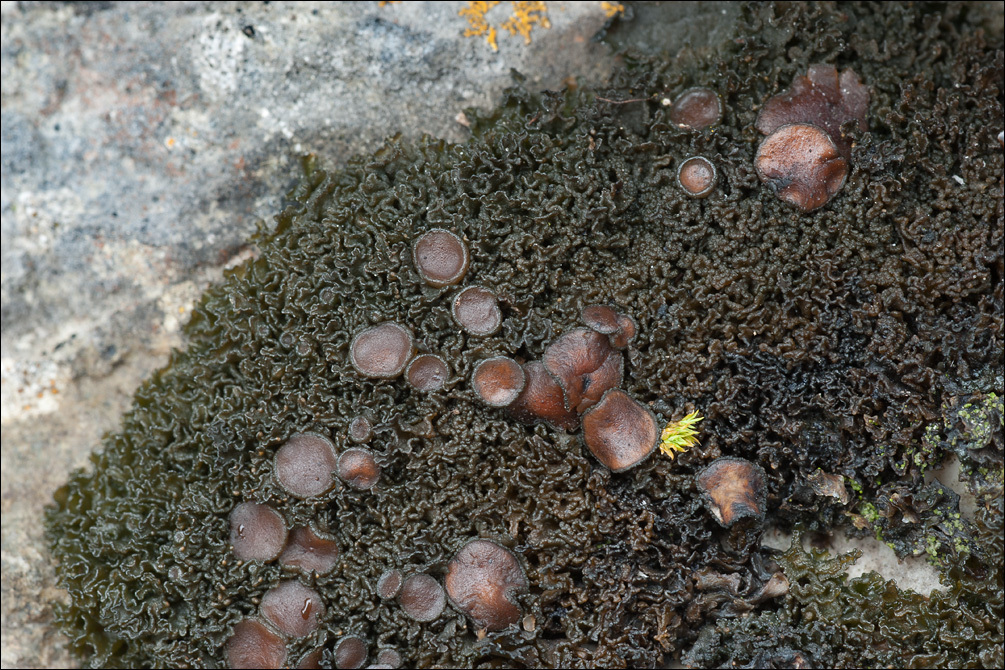 Image of <i>Lathagrium cristatum</i>