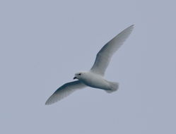 Image of Snow Petrel