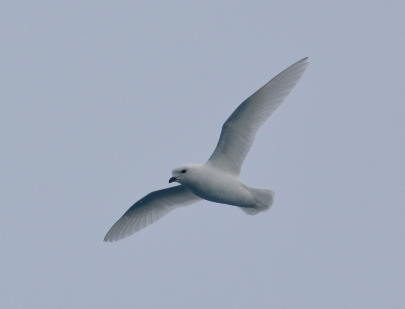 Image of Snow Petrel