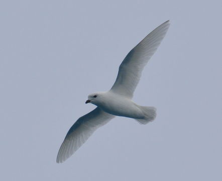 Image of Snow Petrel