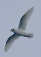 Image of Snow Petrel