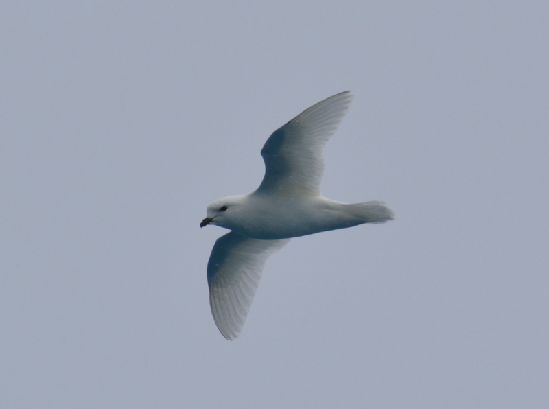 Image of Snow Petrel