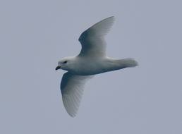 Image of Snow Petrel