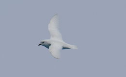 Image of Snow Petrel