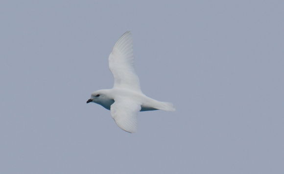 Image of Snow Petrel